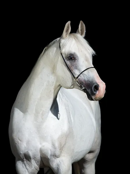 白马Levendige gedicht fragmentenNáčrt rukou na bílém koni Ліцензійні Стокові Фото