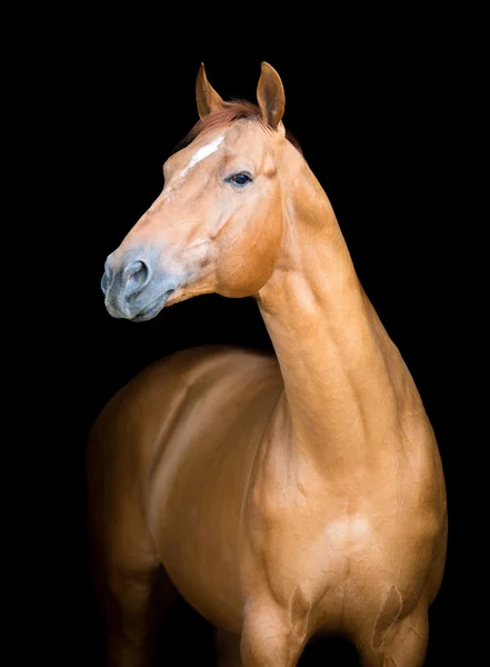 Άλογο κάστανο Εικόνα Αρχείου