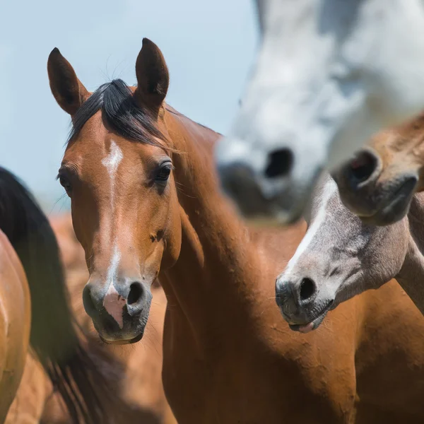 Hästar porträtt — Stockfoto