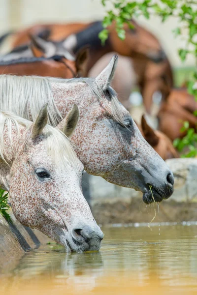 Cavalos água potável — Fotografia de Stock