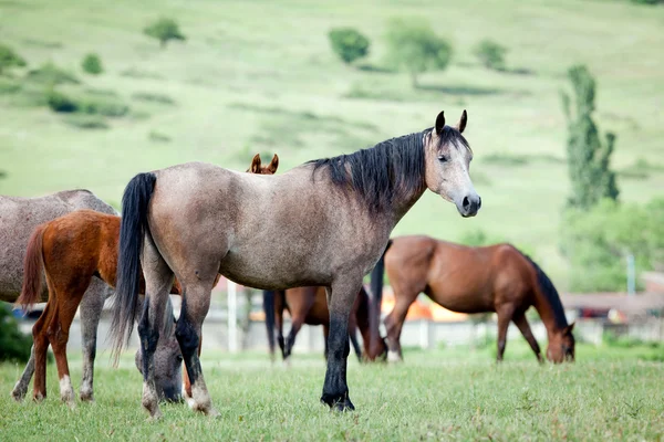 Chevaux sur pâturage — Photo