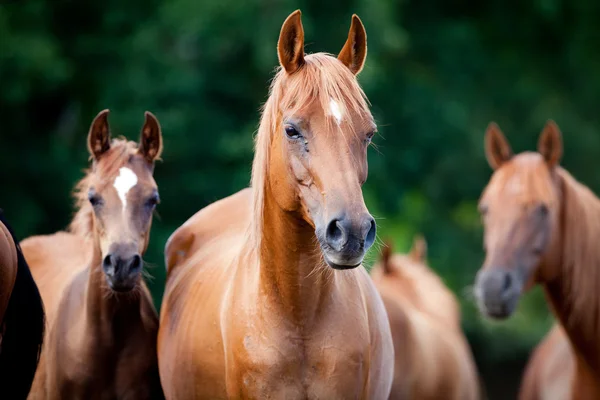 Hästar porträtt — Stockfoto