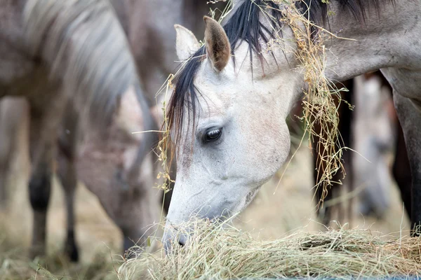 干し草を食べている馬 — ストック写真