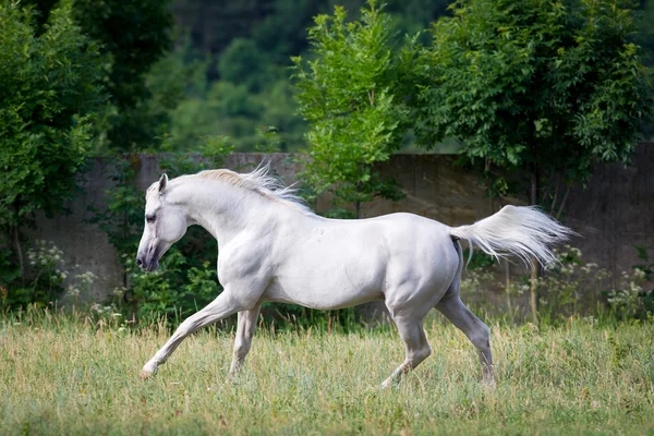 Caballo gris árabe —  Fotos de Stock