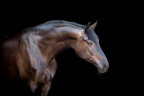 Кінь портрет Стокове Фото