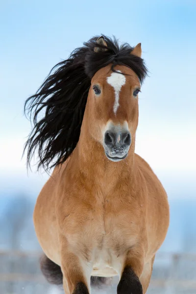 Pferd galoppiert im Winter — Stockfoto