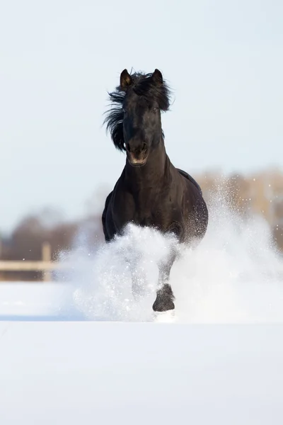 黒い馬の冬に実行 — ストック写真