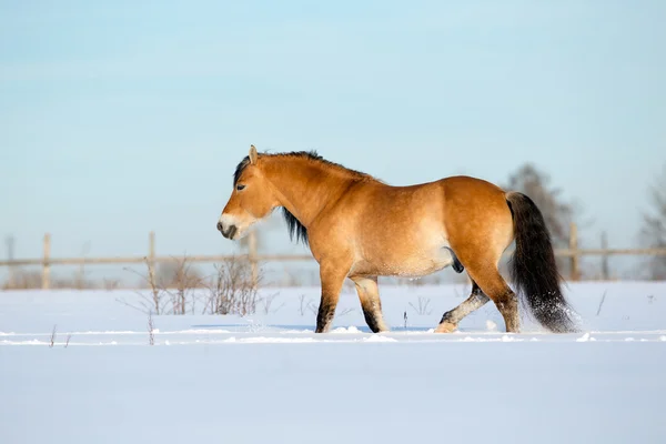 겨울에 있는 말 — 스톡 사진