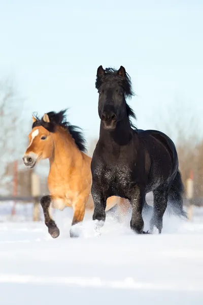 冬の 2 頭の馬を実行します。 — ストック写真