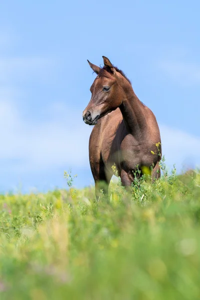 Foal in grasland — Stockfoto