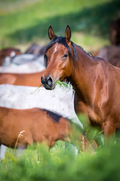 Troupeau de chevaux — Photo