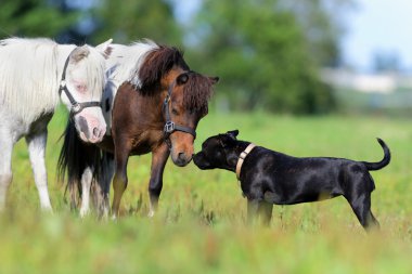 midilli ve alanında bir köpek