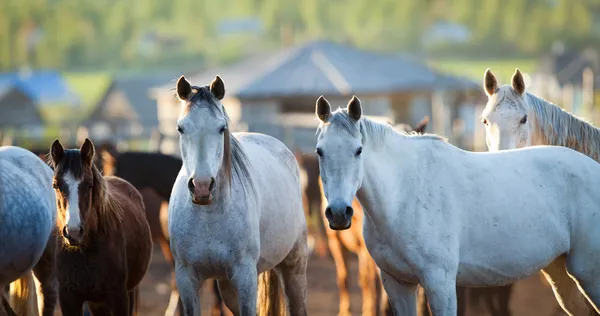 Group of Arabian horses looking at camera. — Stock Photo, Image