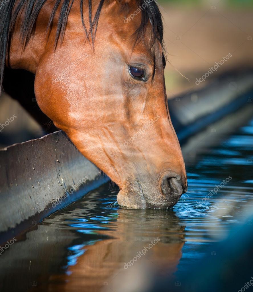 Hest drikker vann . – stockfoto © Alexia Bragina #44222223, image size:888x1023
