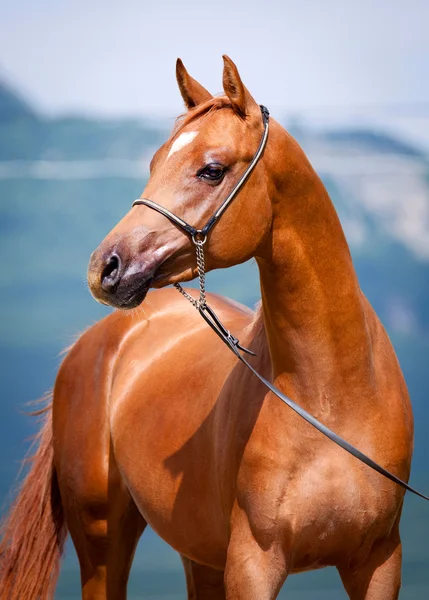 Kastanj unghäst stående — Stockfoto