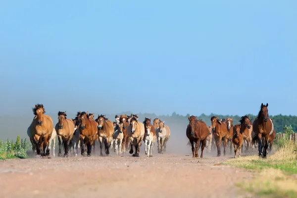 Troupeau de chevaux et poulains court en plein air — Photo