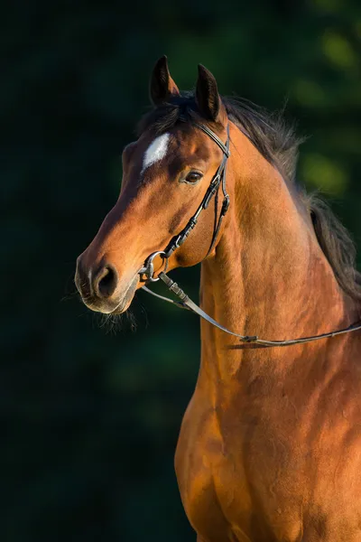 Baai paard portret op groene achtergrond. — Stockfoto