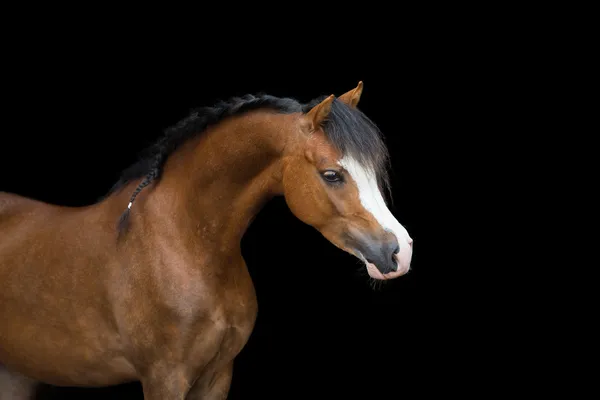 Brun ponny huvud — Stockfoto