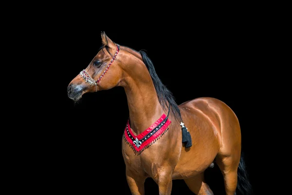 Arabische paard portret — Stockfoto