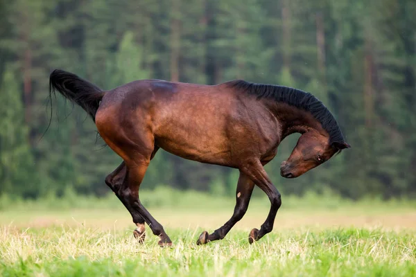 Dark Bay Paard Galoppeert Het Bos Vrijheid — Stockfoto