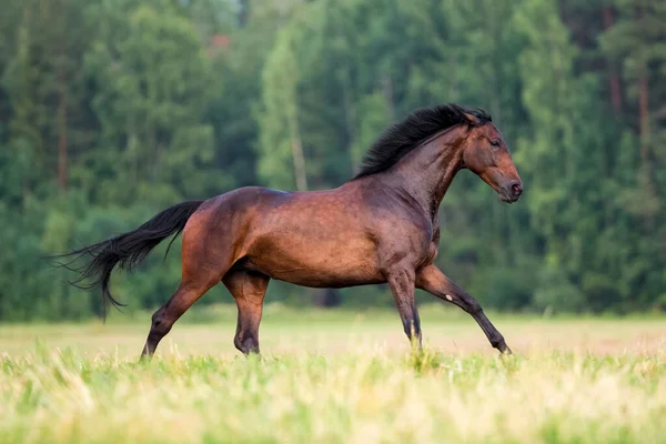 Dark Bay Horse Galloping Forest Freedom Stock Photo