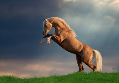 Sarı at fırtına arka planda büyüdü. Galli midilli atı güzel bir arka planda açık havada oynuyor..