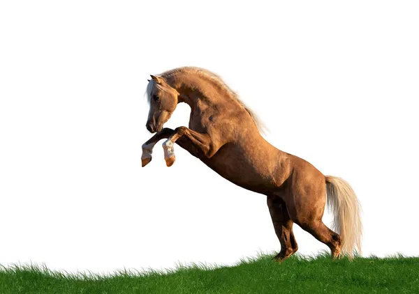 Gelbes Pferd Isoliert Aufgezogen Welsh Cob Pony Isoliert Auf Weißem — Stockfoto