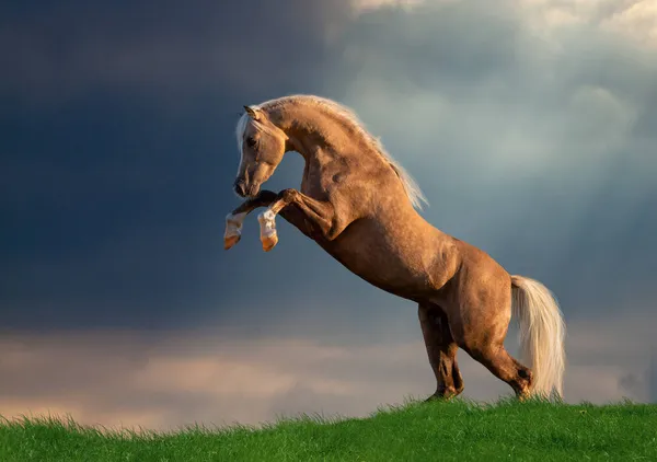 Gele Paard Grootgebracht Stormachtergrond Welsh Pony Paard Spelen Het Veld — Stockfoto