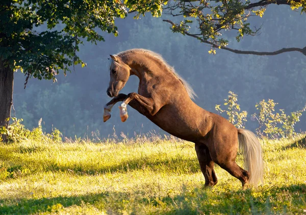 Zlatý Kůň Choval Přírodním Jarním Pozadí Welsh Pony Horse Playing — Stock fotografie