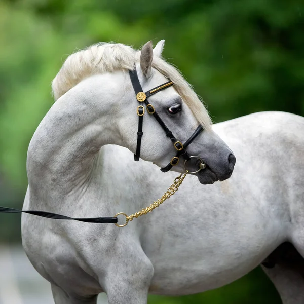 緑の背景に白い馬の肖像画 自然を背景にしたウェールズの子馬の頭のクローズアップ屋外 正方形の写真 — ストック写真