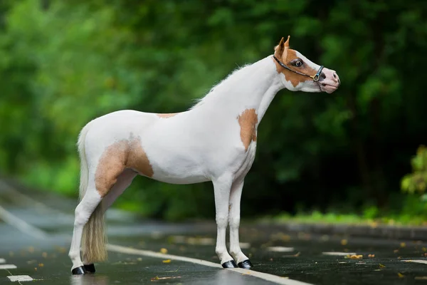 Piccolo Bianco Macchie Cavallo Piedi Sulla Strada Estate Cavalla Americana — Foto Stock