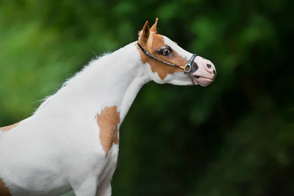 緑の背景に小さな白い馬の肖像画 アメリカのミニチュア馬の頭は自然を背景にクローズアップ屋外 — ストック写真