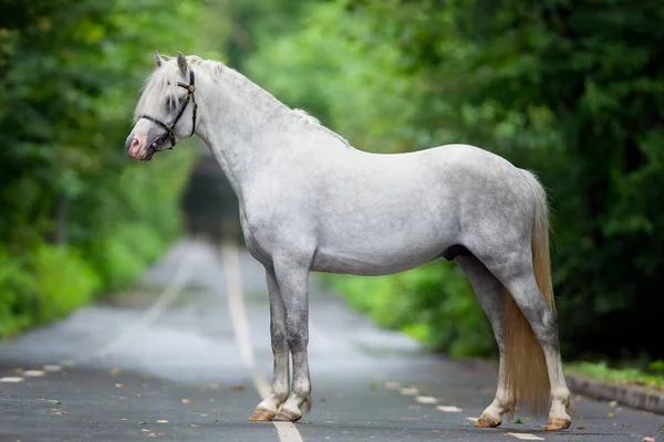 Witte Paard Staat Weg Zomer Welsh Kolf Pony Poseren Buiten — Stockfoto