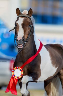 Sergiden sonra spor at şampiyonu portresi. Shetland midillisinin başı. Kırmızı kurdeleyle yakın plan..