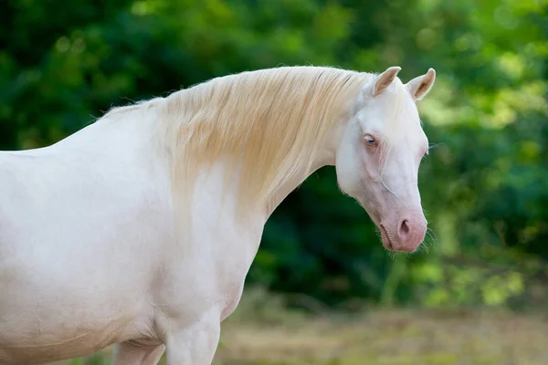 緑の背景に白い馬の肖像画 クリームウェールズポニーマーレヘッドクローズアップ上の自然背景屋外 — ストック写真