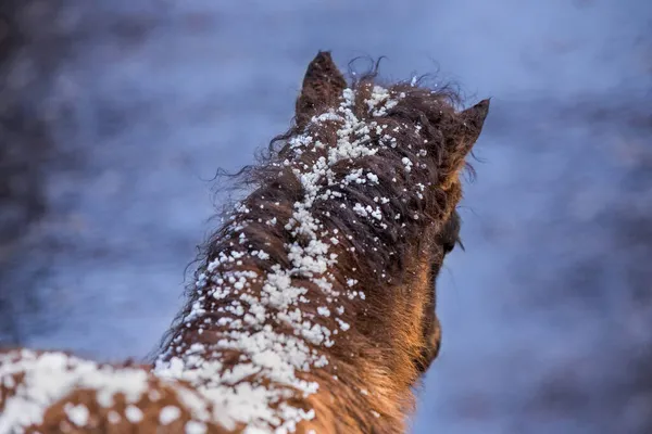 Mane Brown Foal Closeup Snowflakes Part Shetland Pony Covered Hailstorm — Stock Photo, Image