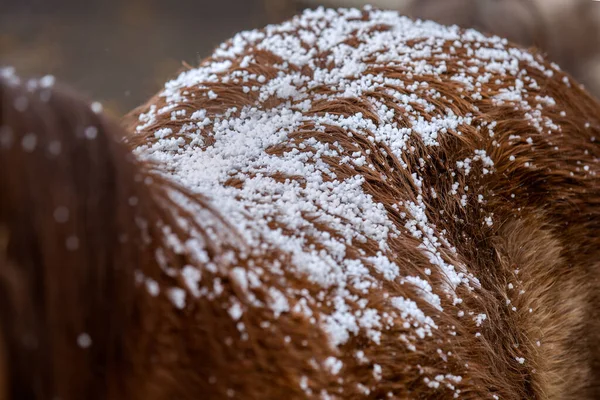 Rücken Des Braunen Pferdes Nahaufnahme Mit Schneeflocken Teil Von Shetland — Stockfoto