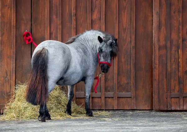 Pônei Amarrado Fica Perto Estábulo Cavalos Livre Shetland Pônei Égua — Fotografia de Stock