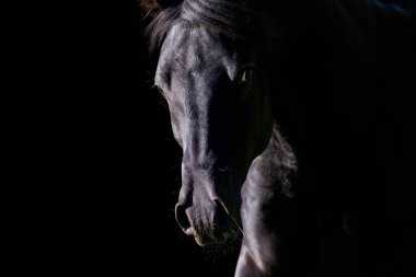 Siyah arka planda ilerleyen siyah at portresi. Arap aygırı kafası siyah üzerine izole edilmiş..
