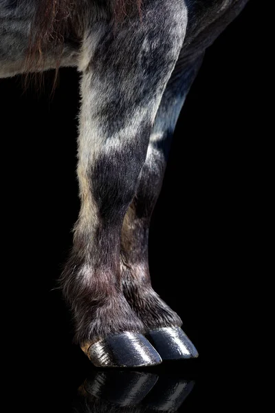 黒に隔離された光沢のあるひづめを持つ馬の足 黒い背景に黒い馬の蹄 — ストック写真
