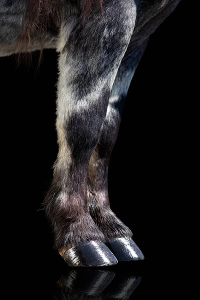 Jambes Cheval Avec Des Sabots Brillants Isolés Sur Noir Sabots — Photo