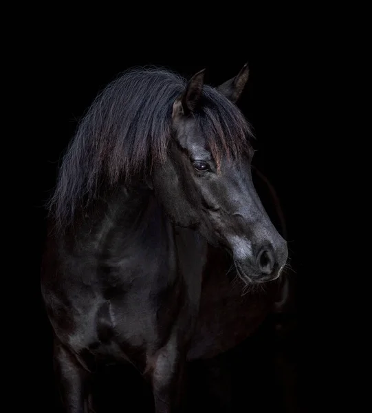 Portrait Cheval Élégance Noire Isolé Sur Fond Noir Arabe Tête Image En Vente