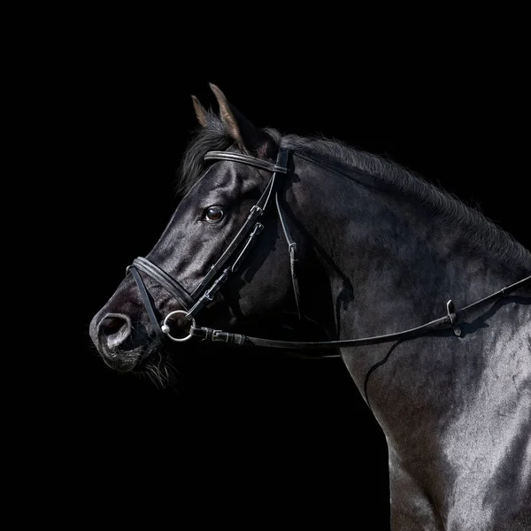 Porträt Eines Schwarzen Sportpferdes Auf Schwarzem Hintergrund Araberhengstkopf Zaum Nahaufnahme Stockbild