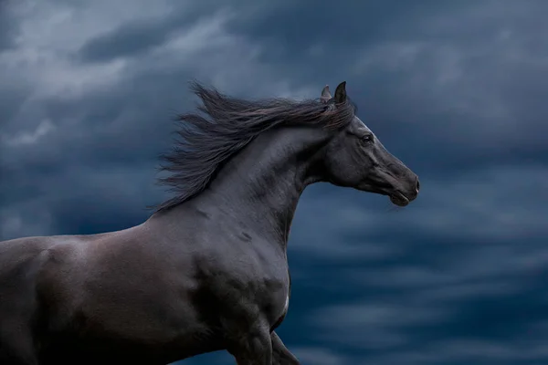 Elegancia Negra Caballo Árabe Galopando Cielo Tormentoso Primer Retrato Caballo —  Fotos de Stock