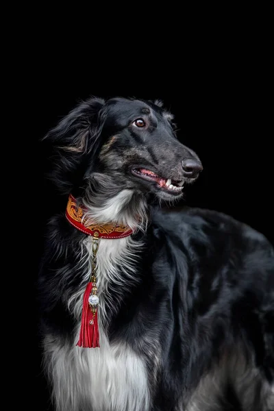 Rus Wolfhound Köpek Kafası Siyah Arka Planda Izole Edilmiş Koyu — Stok fotoğraf