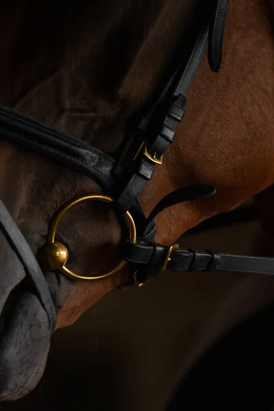 棕色马的头部在黑暗背景下的一部分特写 马在黑色的缰绳与黄金金属插头 — 图库照片