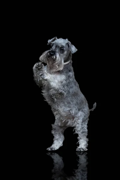 Miniature Schnauzer Dog Isolated Black Background Grey Small Dog Standing Royalty Free Stock Images