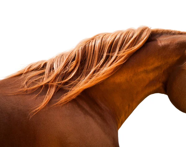 Блестящая Развивающаяся Грива Лошади Изолирована Белом Фоне Шея Каштанового Коня — стоковое фото