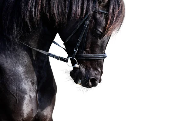 Retrato Cavalo Esporte Preto Correndo Sobre Fundo Branco Cabeça Garanhão — Fotografia de Stock