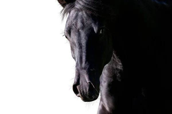 Portrait Cheval Noir Regardant Vers Avant Sur Fond Blanc Tête — Photo